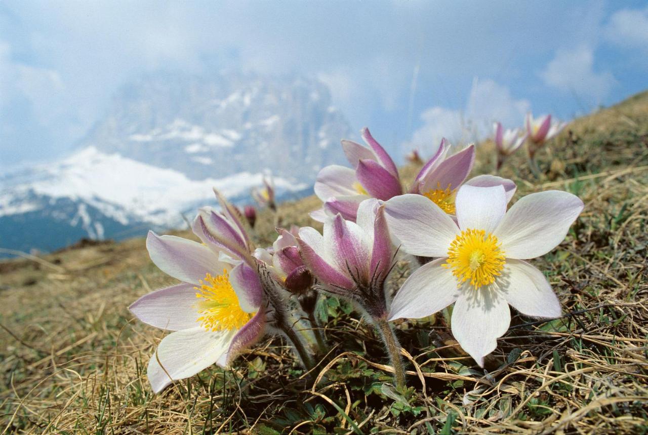Hotel Vernel Santa Cristina Val Gardena Екстер'єр фото